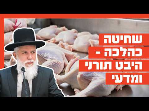 Раввин Замир Коэн: Кашерная шхита с точки зрения Торы и науки