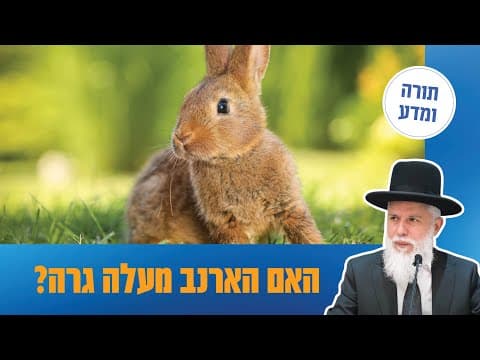 Раввин Замир Коэн: жует ли кролик жвачку?