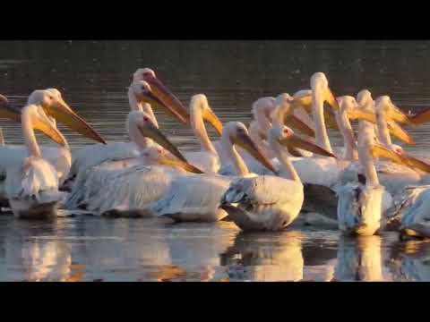 Pelicanos em Agamon Hula