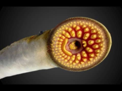 דברים שלמדתי היום - פרק 106: ערפדים ימיים וקעקועים קוליים