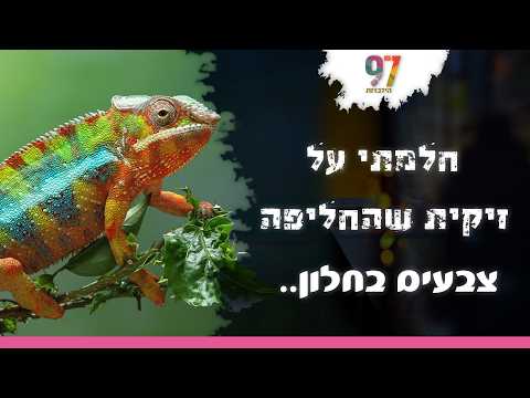 הזיקית שינתה צבעים בחלון: פירוש חלומות עם הרב אדיר עמרוצי