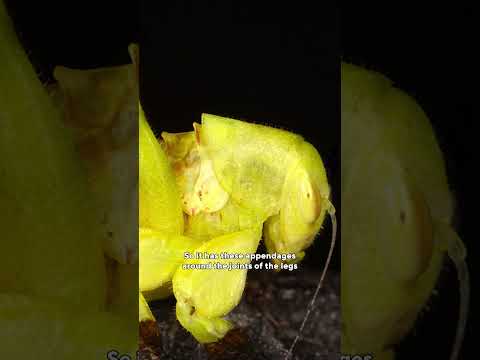 Journey Into the Amazon Rainforest with Robert Oelman