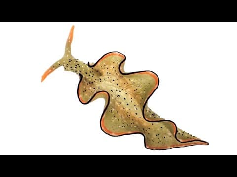 رخويات البحر التي تقطع رؤوسها وتجدد أجساماً جديدة