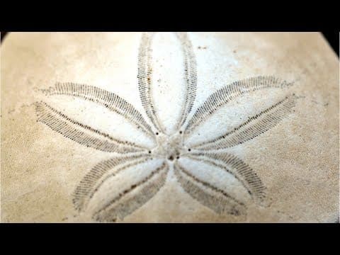 今日所学：第93集评测