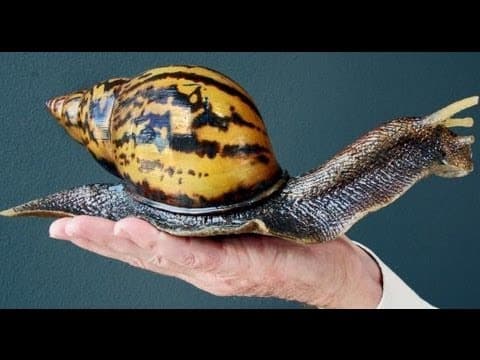 Things I Learned Today: Giant Snails, Origami Art and Abandoned Islands