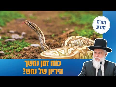 Раби Замир Коэн: Срок беременности змеи в Гемаре