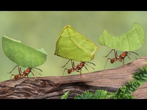 דברים שלמדתי היום: פרק 61 על רובוטים, טכנולוגיה וטבע
