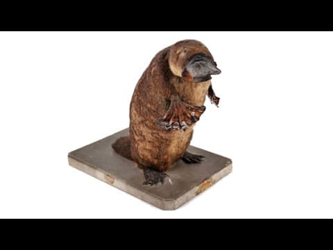 Утконос: самое странное животное в мире