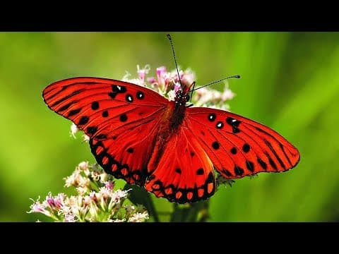 Coisas que aprendi hoje: Episódio 91 explora curiosidades