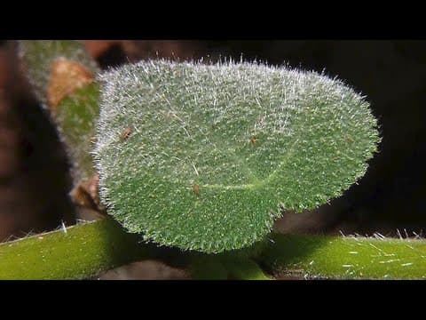 The Deadliest Plant in Australia: Meet the Gympie-Gympie