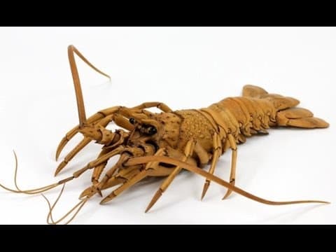 Cosas que aprendí hoy: Langostas de madera y amistades animales